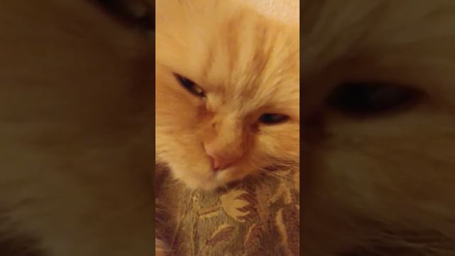 Старая рыжая кошка. смотреть онлайн
