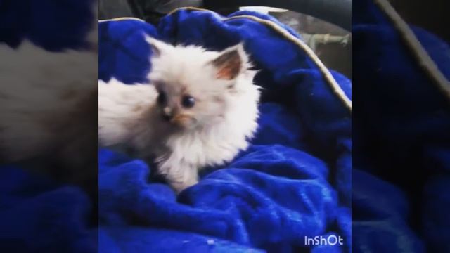 ПРОДАЖА котята RagDoll Кошка кукла 021 смотреть онлайн