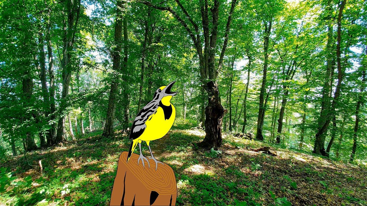 Relaxing Forest Sounds - Birds Singing and Wind Sounds in Leaves смотреть онлайн