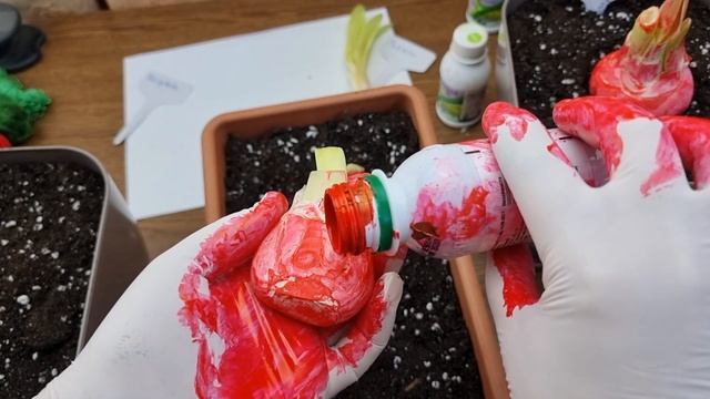 вторая часть обработки луковиц максимом и посадка смотреть онлайн