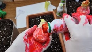 вторая часть обработки луковиц максимом и посадка