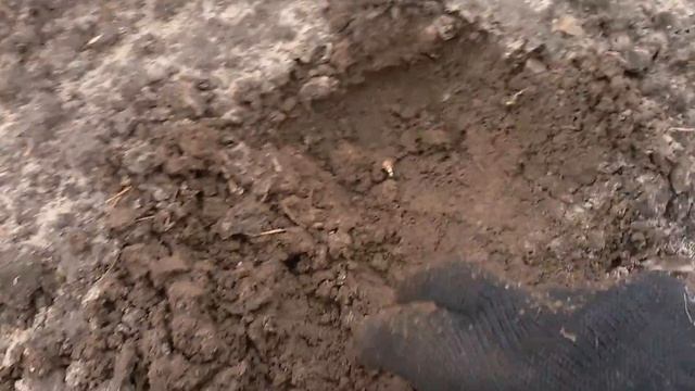 Выращивание чеснока. Анализ всходов бульбочек чеснока, сорт Любаша 05.11.2017 смотреть онлайн