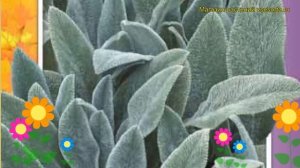 Чистец шерстистый Овечьи ушки. Краткий обзор, описание характеристик stachys lanatа