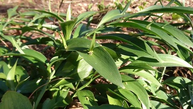Иглица подлистная (Drøbelbusk, лат. Ruscus hypophyllum). Ботанический сад Орхус 5 мар. 22, Дания смотреть онлайн