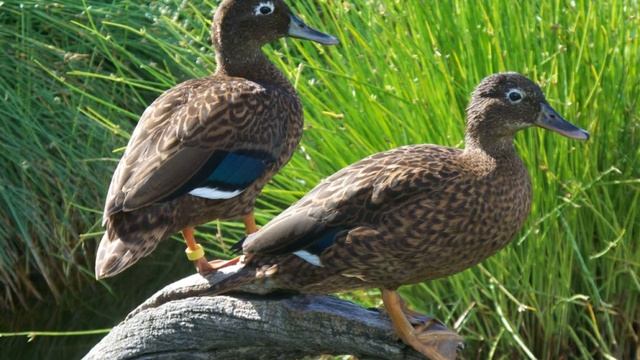 All Duck species / types of duck / duck / ducks A to Z / wild ducks смотреть онлайн