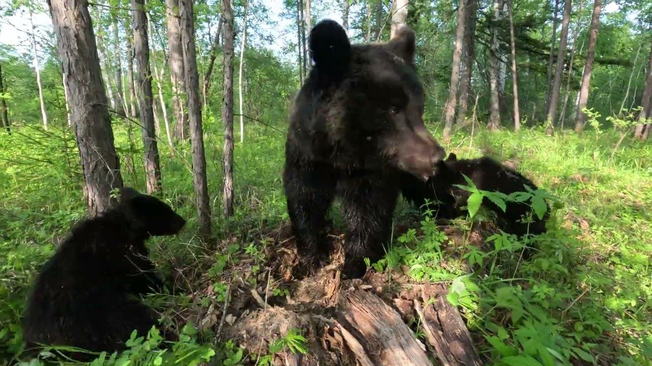 Медведи в лесу.