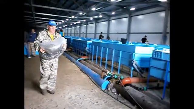 стерлядь смотреть онлайн