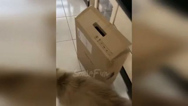 Забавные и смешные кошки, собаки и другие животные. 20.07.2021 выпуск 2 смотреть онлайн