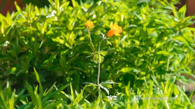 Trollius asiaticus orange flowers смотреть онлайн