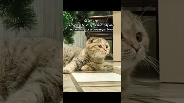 5 новогодних советов про ёлку и украшения, тем, у кого есть кошка смотреть онлайн