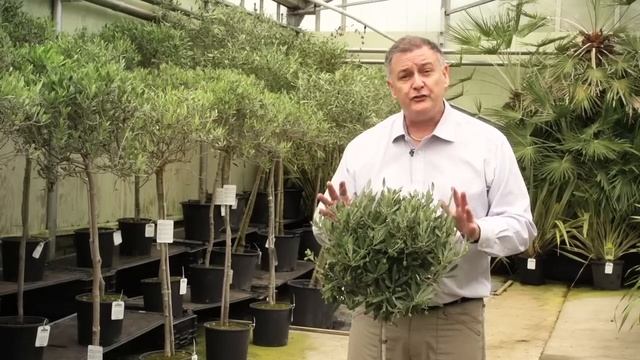 Olive Tree 'Olea Europaea' смотреть онлайн