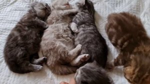 2 недели котятам шотландским