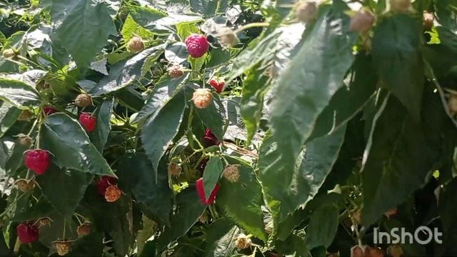 ДЕЛЬНИВА - ранний и очень вкусный ремонтантный сорт малины. МАЛИНА ДЕЛНИВА. #дельнива #делнива смотреть онлайн