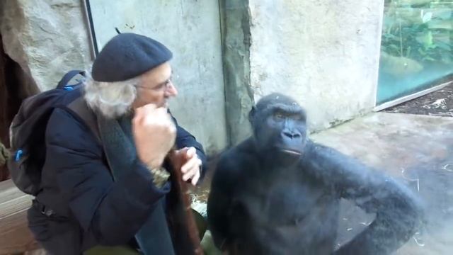 Gorilla-Flüsterer by © Raymond Hummy ART Gorilla Whisperer смотреть онлайн