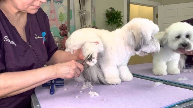 HOW to GROOM DOGS! COTON de TULEAR Dog ! How to, an easy maintenance haircut step by step. смотреть онлайн