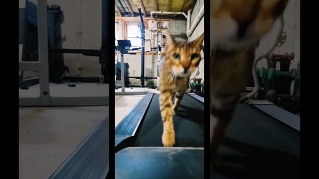 Спорт - это жизнь смотреть онлайн