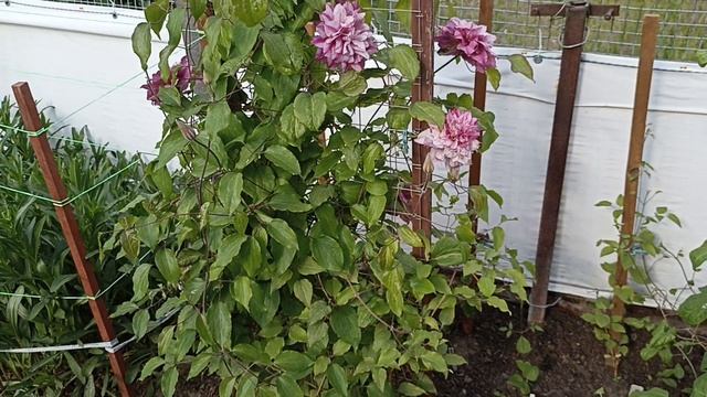 Клематис Патрисия Энн Фретвелл . Clematis Patricia Ann Fretwell . Английский сорт клематиса. смотреть онлайн