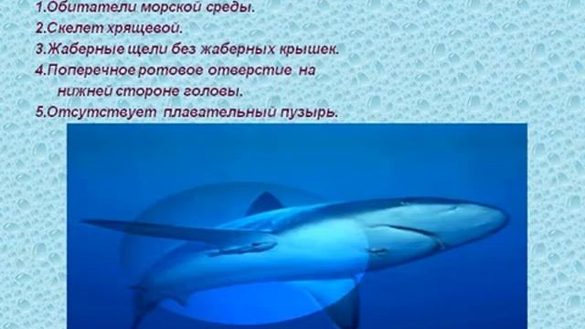 Классы рыб. Хрящевые, Костные.AVI смотреть онлайн