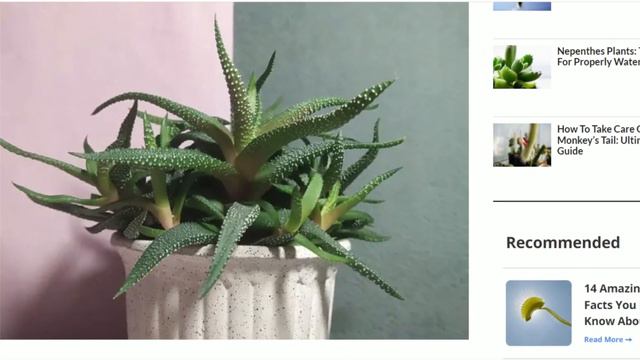 Why is Aloe vera confusing? смотреть онлайн
