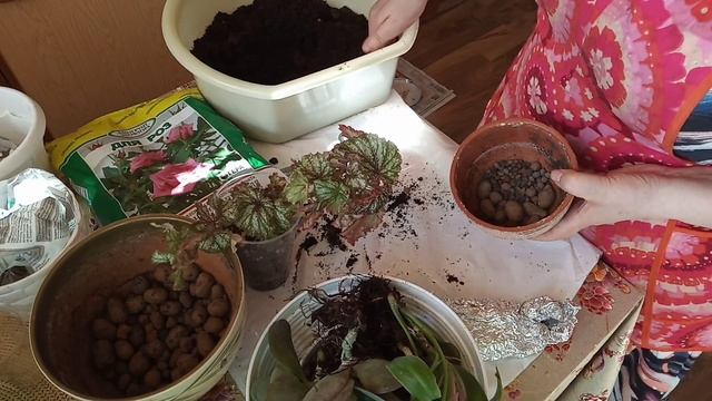 Посадка/пересадка домашних растений. смотреть онлайн