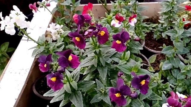 Немезия вегетативная. Переваливаю, формирую куст смотреть онлайн