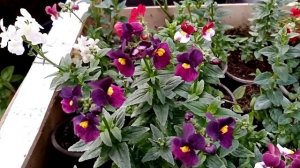 Немезия вегетативная. Переваливаю, формирую куст