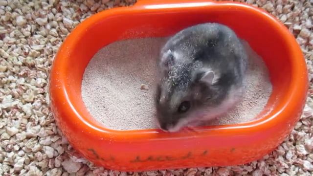 Хомяк купается. смотреть онлайн