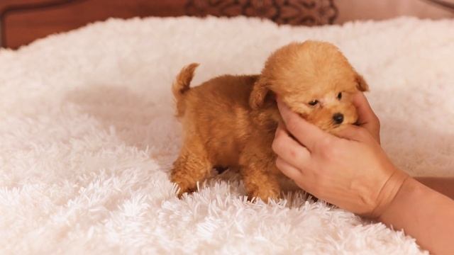 Лучана , очень маленький той-пудель смотреть онлайн