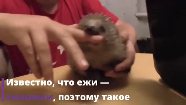 Интернет в умилении ежик сделал хозяину «кусь» смотреть онлайн