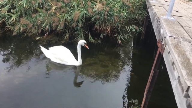 Одинокий лебедь в дикой природе смотреть онлайн