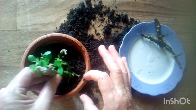 Вторая жизнь каланхое.Сажаю одеревеневшие стволики. смотреть онлайн