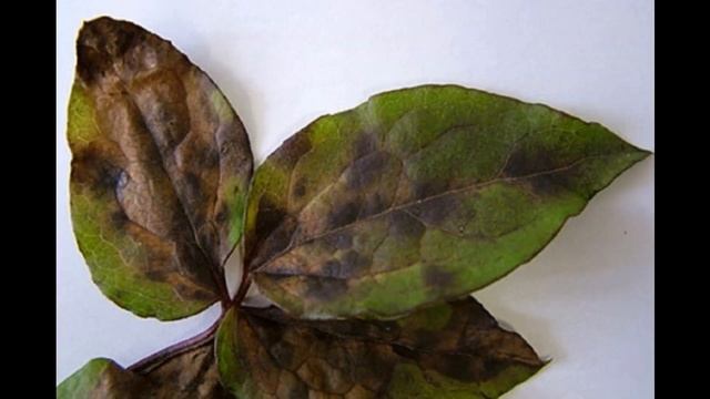 О болезнях и лечении клематисов.