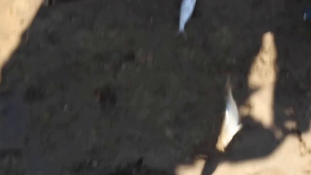 Рыбалка в Серпухове. Ока-Протва. Уклейка смотреть онлайн