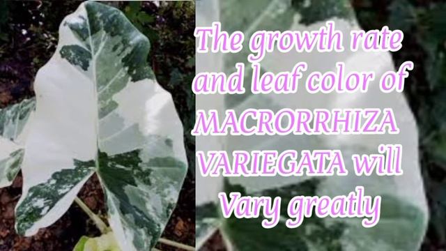 ALOCASIA MACRORRHIZA VARIEGATA | [Mildred Rollan Rada] смотреть онлайн