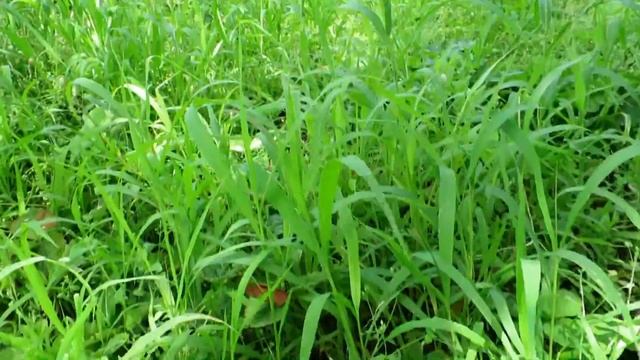 Сено для морских свинок. Заготавливаем сено. смотреть онлайн