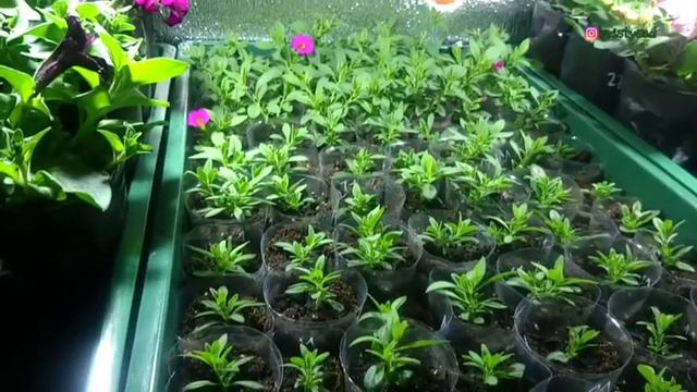 Обзор рассады. Будни Петунщика: выпуск 29. смотреть онлайн