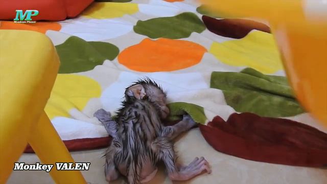 36/Monkey VALEN Crying Convulsions Angry Sister During Take A Bath. Tiny Baby Need Hugging All Time