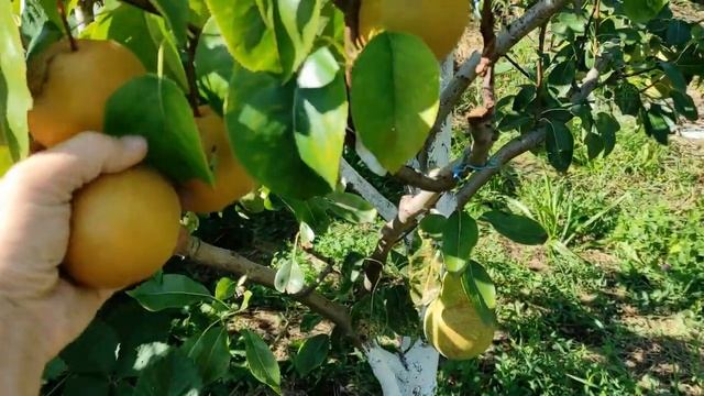 Азійська груша "Даітсуі Лі"?Можливо Коко Суі! смотреть онлайн