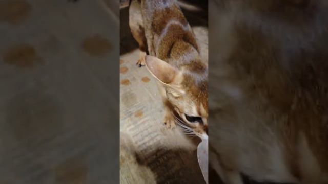 Самый страшный зверь смотреть онлайн