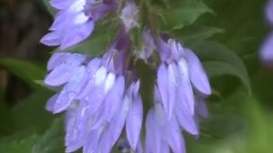 The Great Blue Lobelia (Lobelia siphilitica)