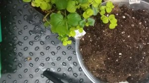 вербейник монетчатый. сохранение зимой в условиях квартиры. размножение черенками. 2.02.23 г