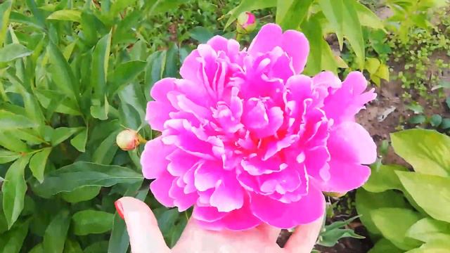 "Бабушкин" пион или пион, без названия смотреть онлайн