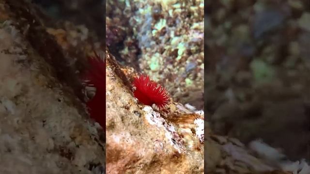 Морские пещеры между Айя-Напой и мысом Греко. Бирюзовая вода и множество морских существ. смотреть онлайн