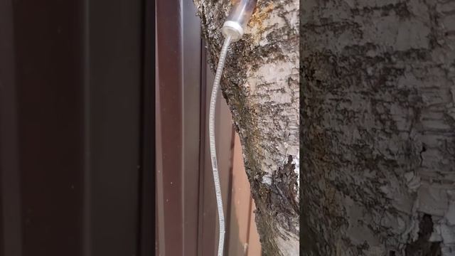 Берёзовый сок, через капельницу