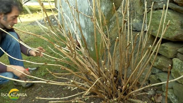 Potatura delle ortensie смотреть онлайн