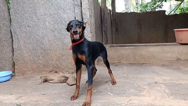 Doberman Barking Sound||Aggressive Doberman||Doberman American Pinscher||