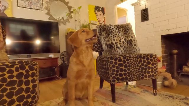 Feels So Good Baby (UNCENSORED) Irish Setter & Golden Retriever Puppy смотреть онлайн