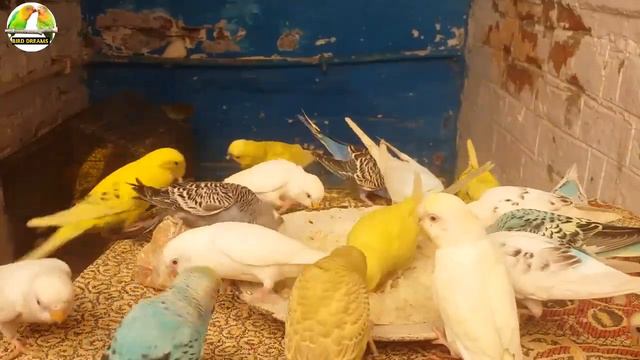 Bajri Tote Mating Nahi Kar Rahe Kya Kare | Budgies Parrot Breeding And Mating Tips In Hindi смотреть онлайн