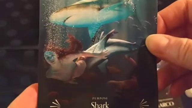 Divine Animals Oracle Deck Review and Walk-through смотреть онлайн