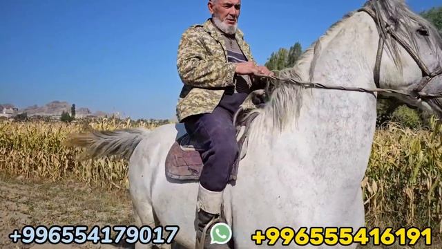 чоң көк Рустам авадан ? ОШТОН УЛАКТЫН АТТАРЫ смотреть онлайн